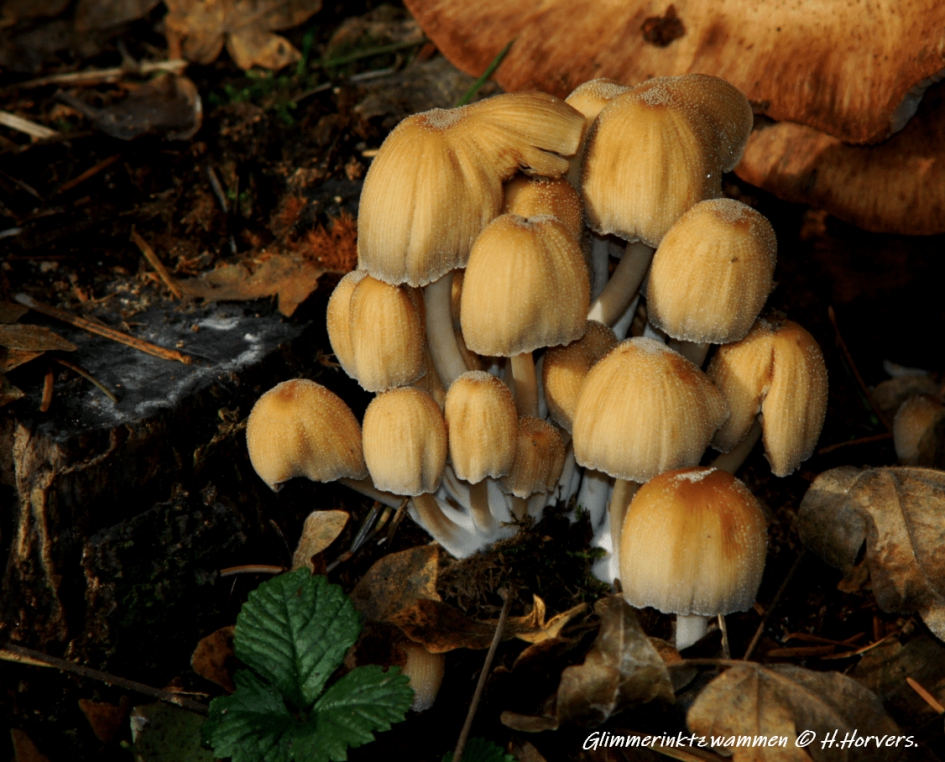 Glimmerinktzwammetjes - Schimmels - Glimmerinktzwammetjes