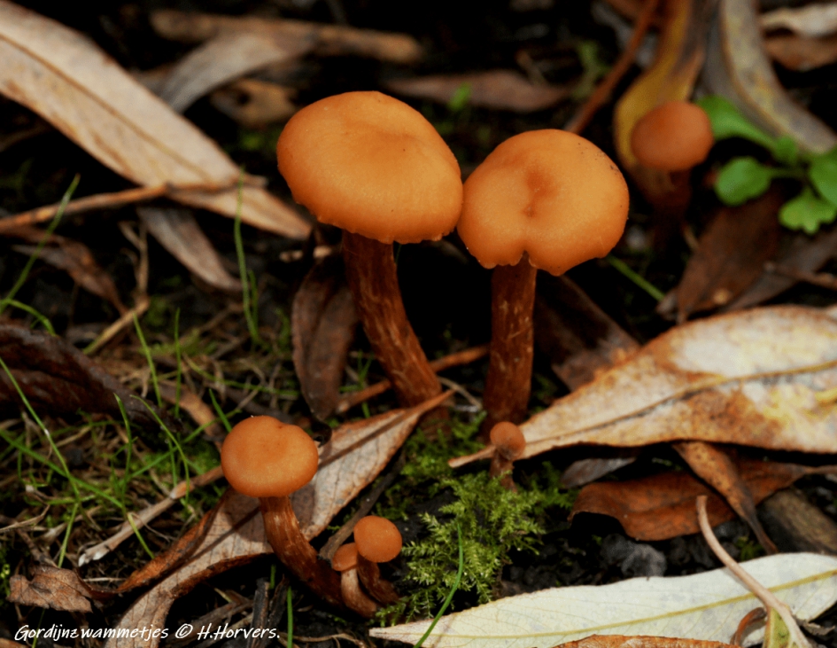 Gordijnzwammetjes of mogelijk Fopzwammen - Schimmels - Gordijnzwammetjes  of mogelijk Fopzwammen