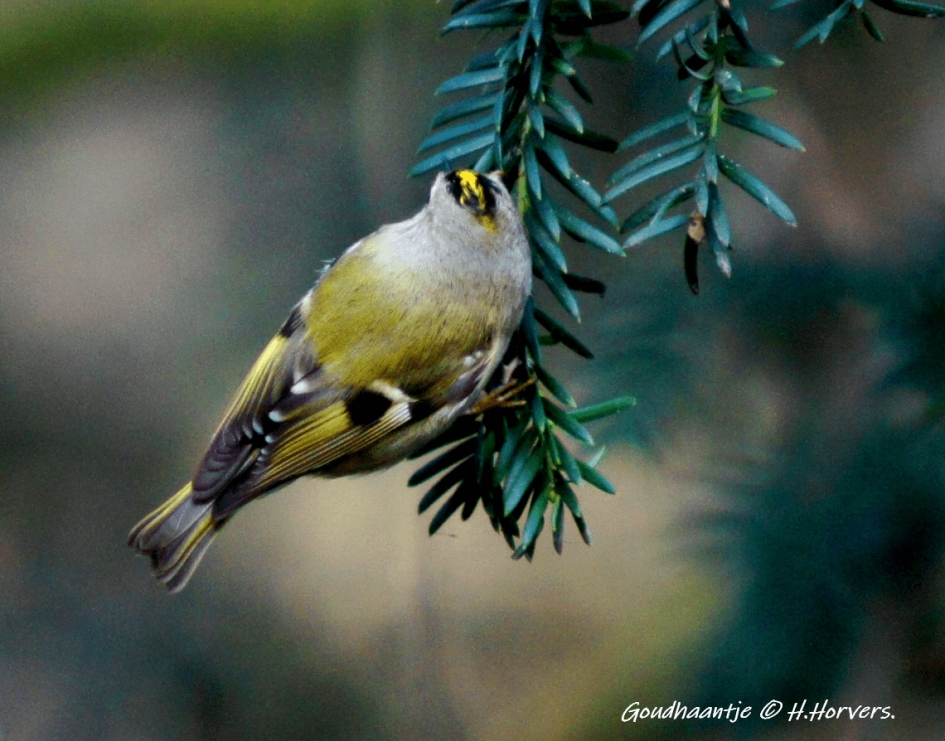 Goudhaantje - Vogels - Goudhaantje