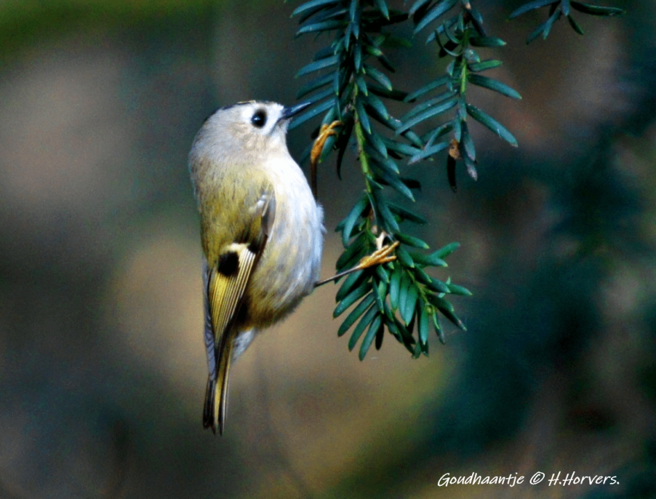 Goudhaantje - Vogels - Goudhaantje