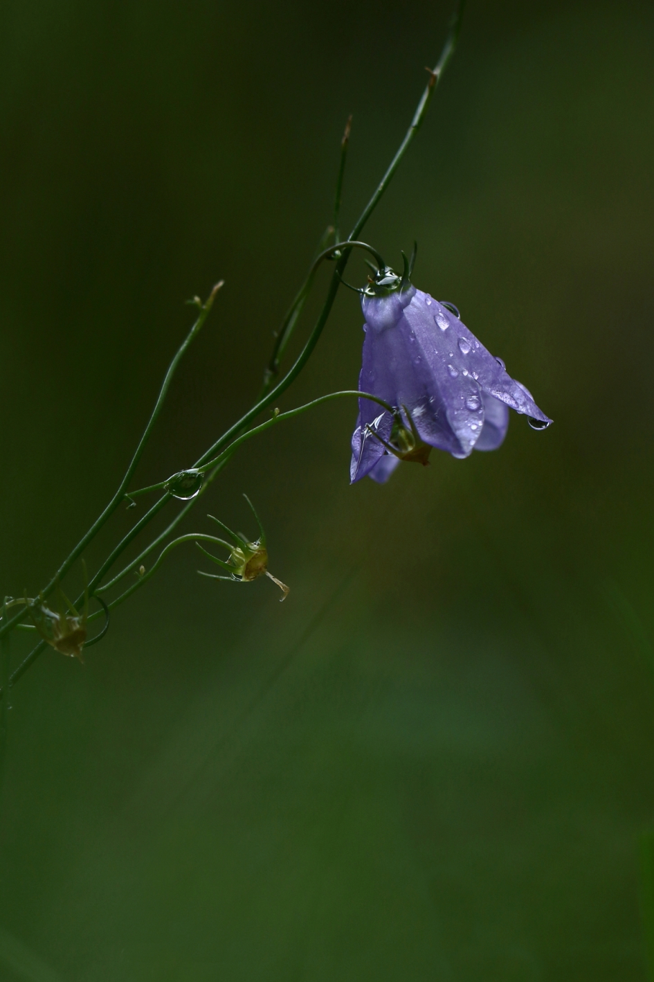 grasklokje - Planten - grasklokje
