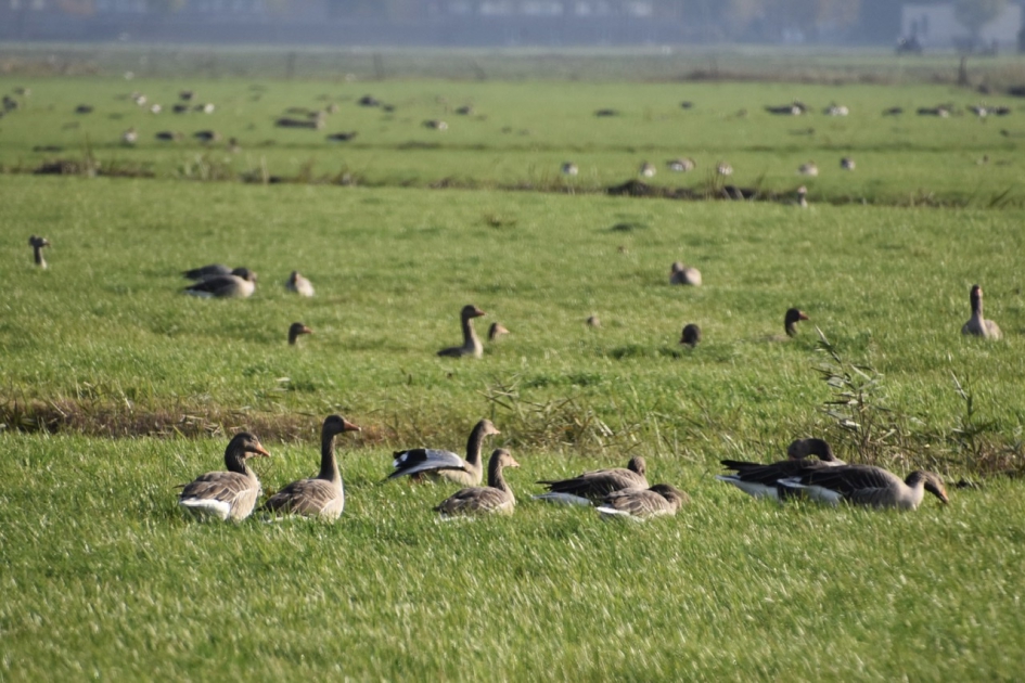 Grauwe ganzen - Vogels - 