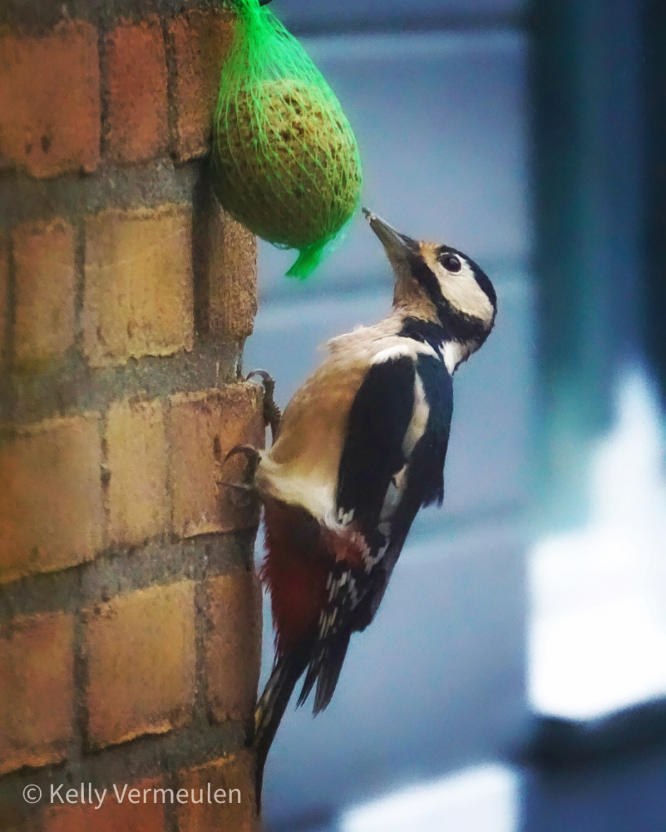 Grote bonte specht - Vogels - Grote bonte specht