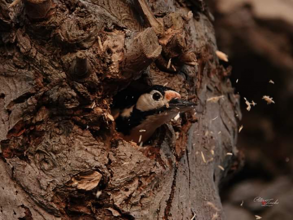 Grote bonte specht - Vogels - Grote bonte specht