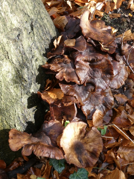 Grote paddenstoelen...