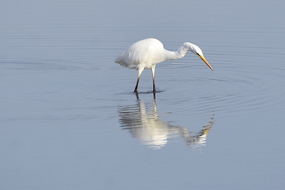 Grote zilverreiger - Vogels - 