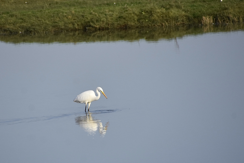Grote zilverreiger - Vogels - 