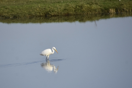 Grote zilverreiger