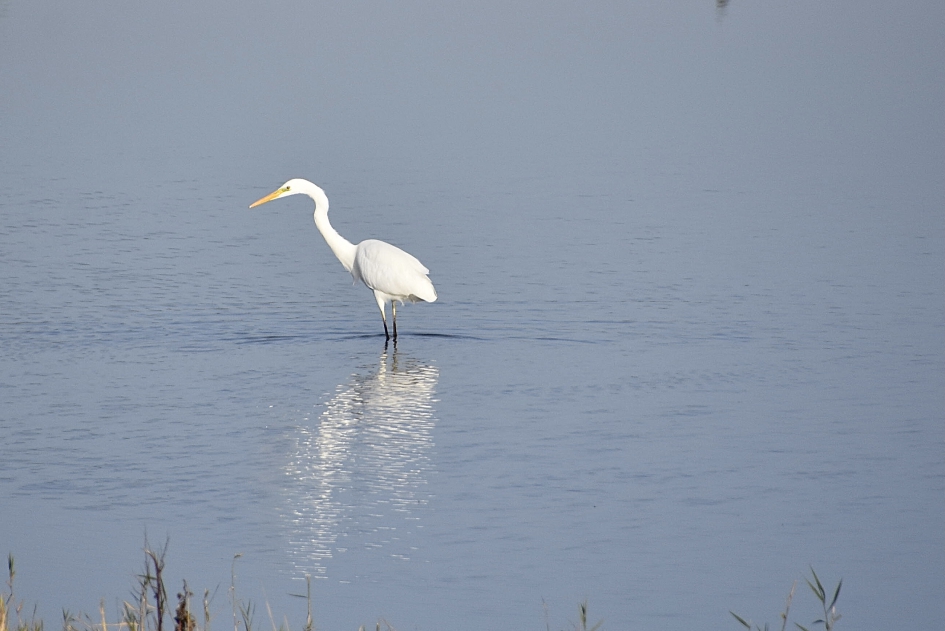Grote zilverreiger - Vogels - 