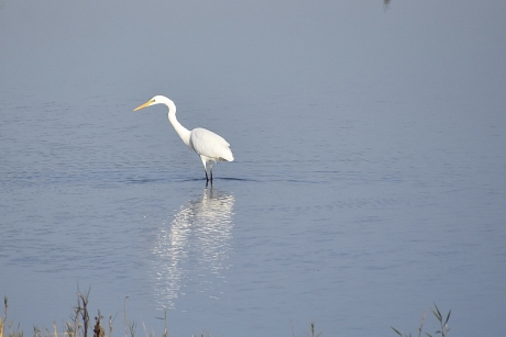 Grote zilverreiger