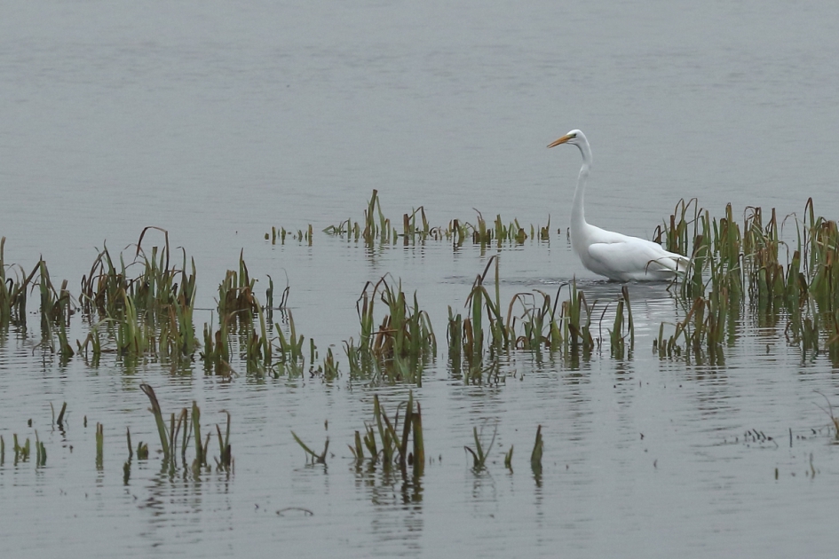 grote zilverreiger - Vogels - grote zilverreiger