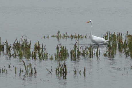 grote zilverreiger