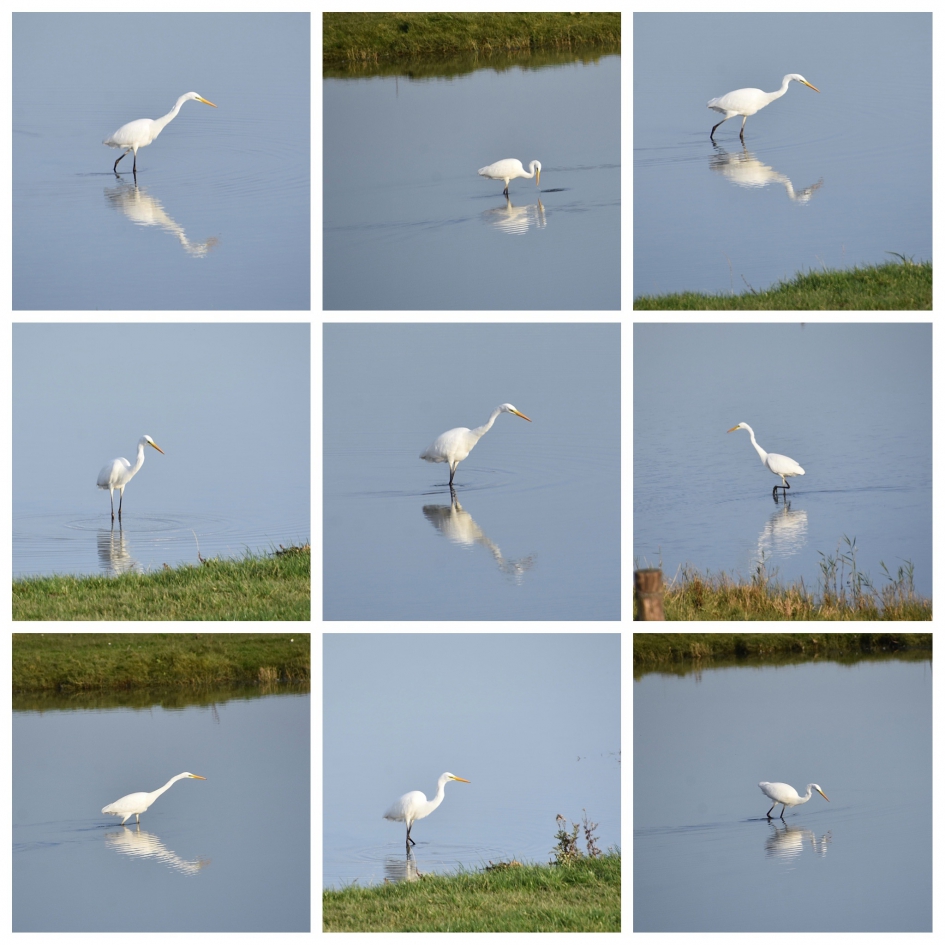 Grote zilverreiger collage - Vogels - 