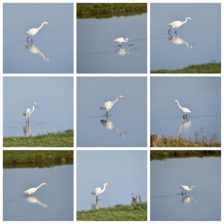 Grote zilverreiger collage