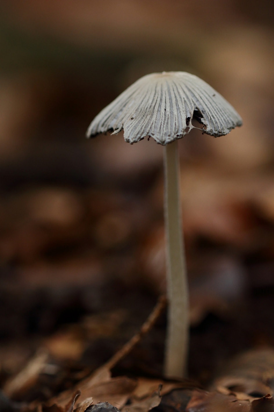 hazenpootje - Schimmels - hazenpootje