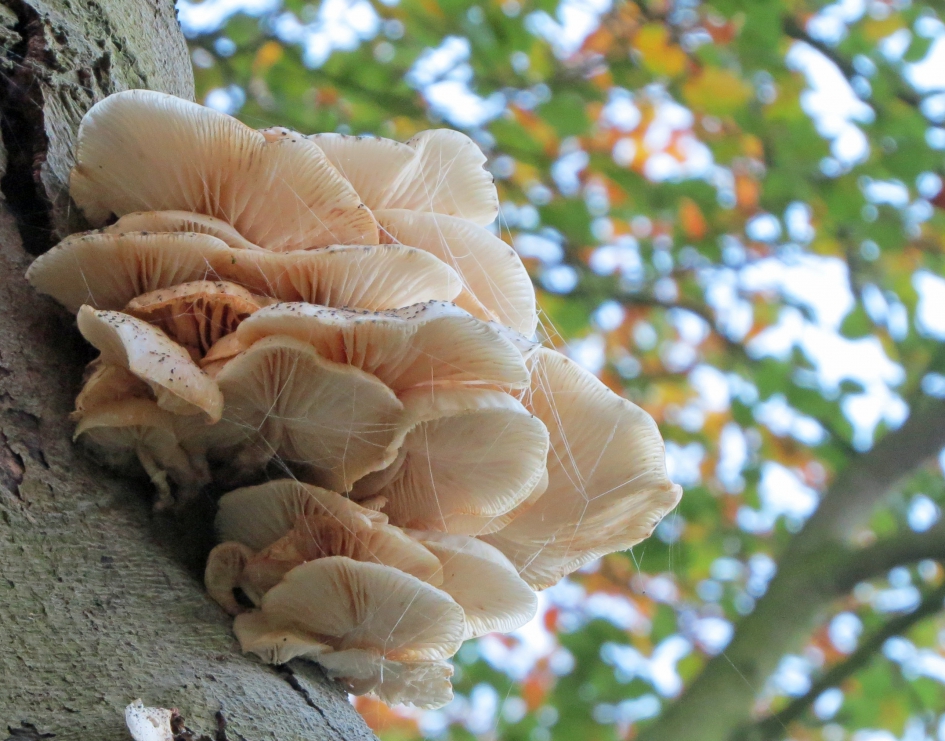 herfst - Schimmels - 