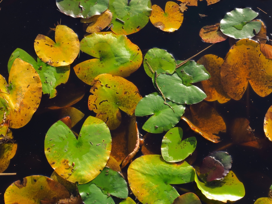 Herfst in het water - Planten - 