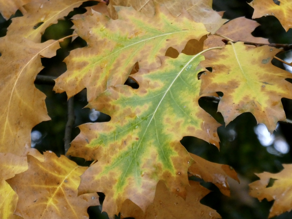 Herfstblad - Planten - 
