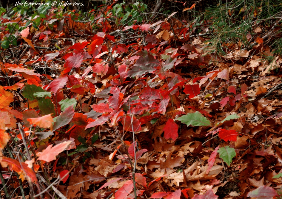 Herfstkleuren - Planten - Herfstkleuren