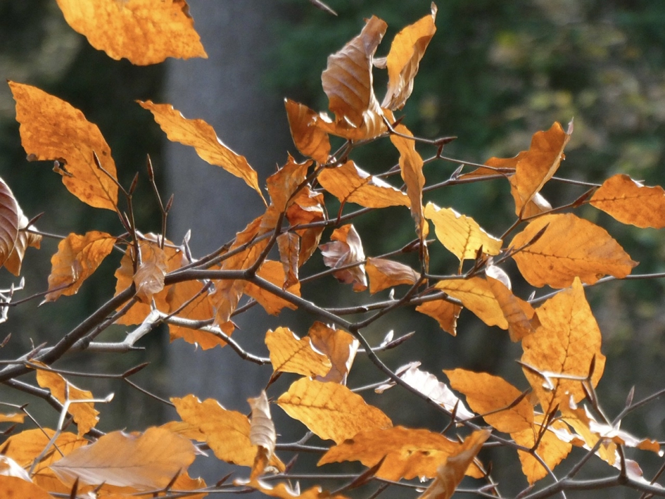 Herfstkleuren - Planten - 
