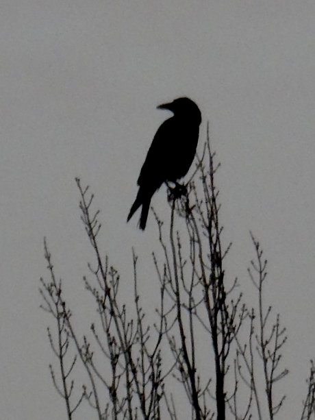 Heel vroeg, hoog in een boom...