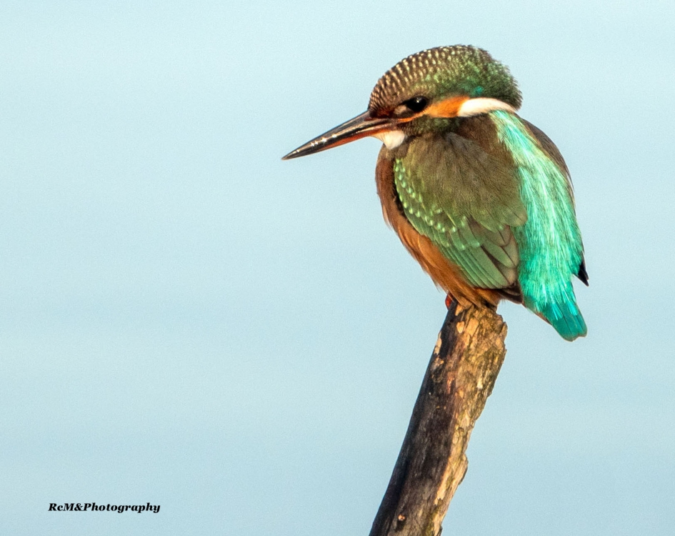 IJsvogel. - Vogels - IJsvogel.