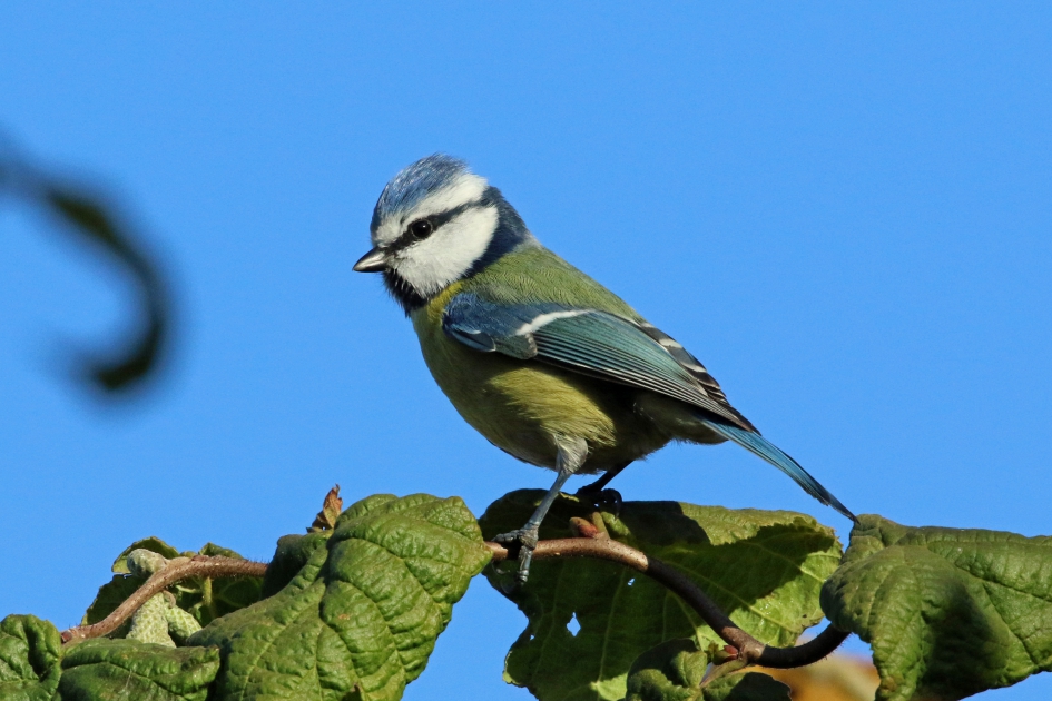 In het novemberzonnetje - Vogels - pimpelmees