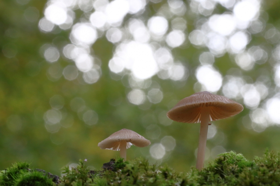 in volle glorie - Schimmels - 