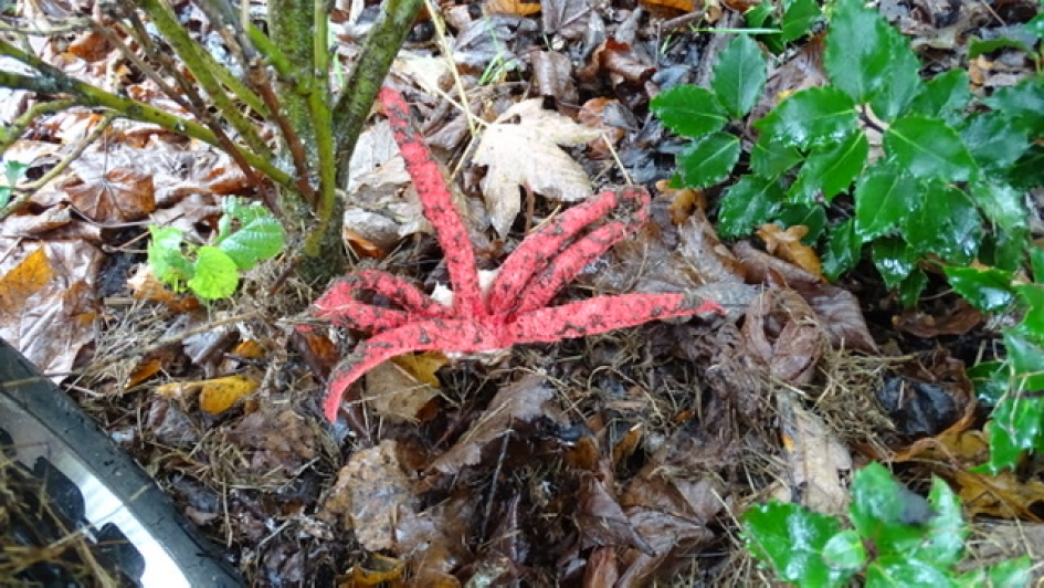 Inktviszwam - Schimmels - Inktviszwam