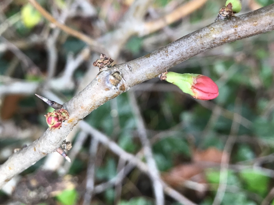 Japanse kwee al in bloei - Planten - 