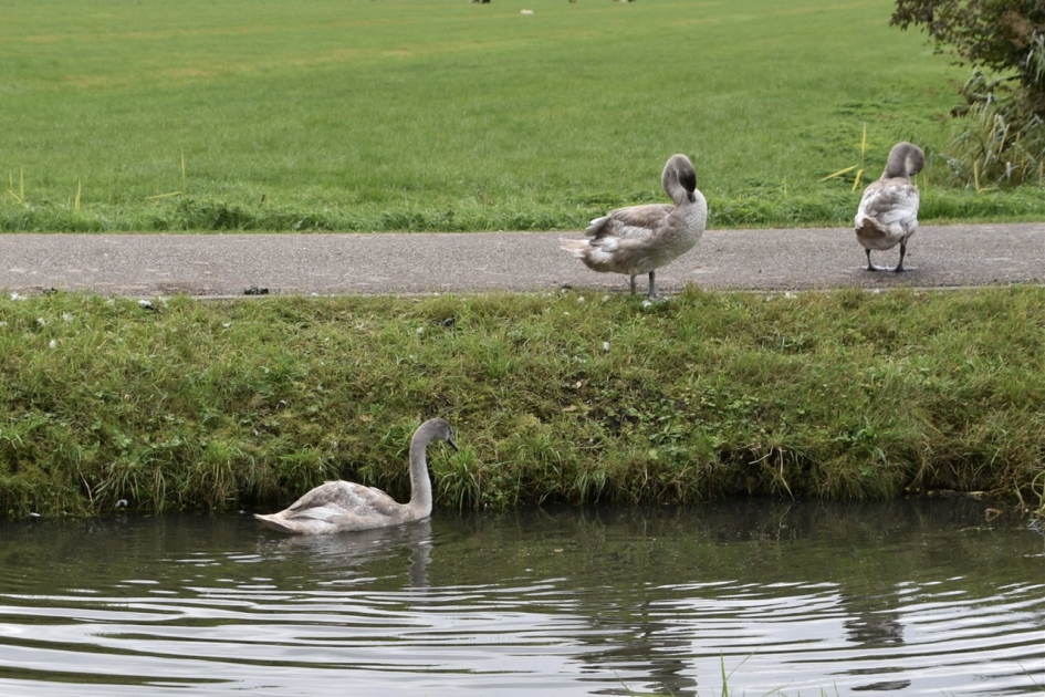 Jonge zwanen - Vogels - 