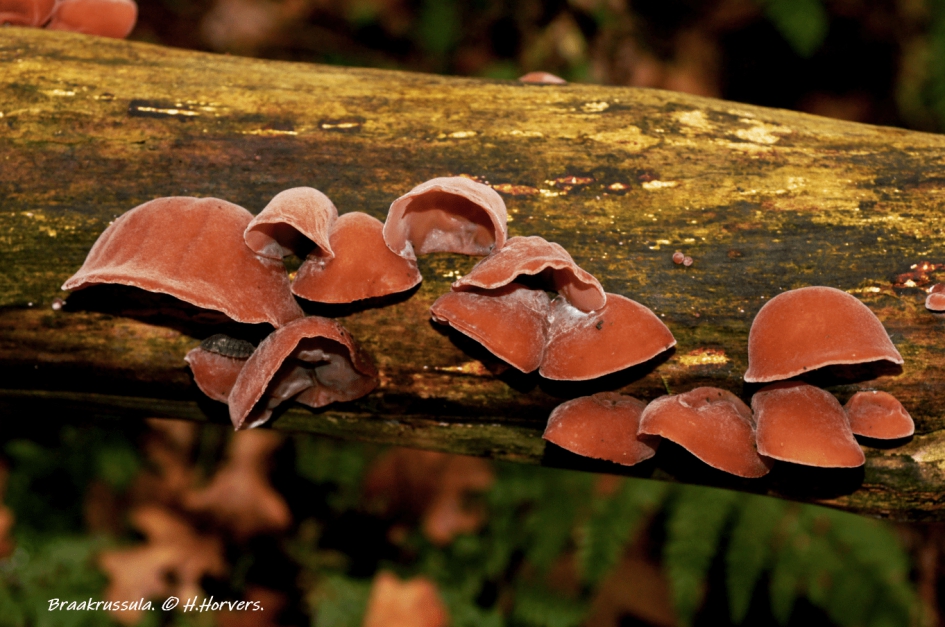 Judasoren - Schimmels - Judasoren