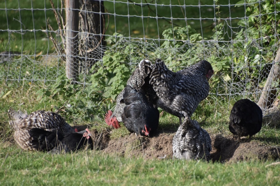 Kippetjes met haan - Vogels - 