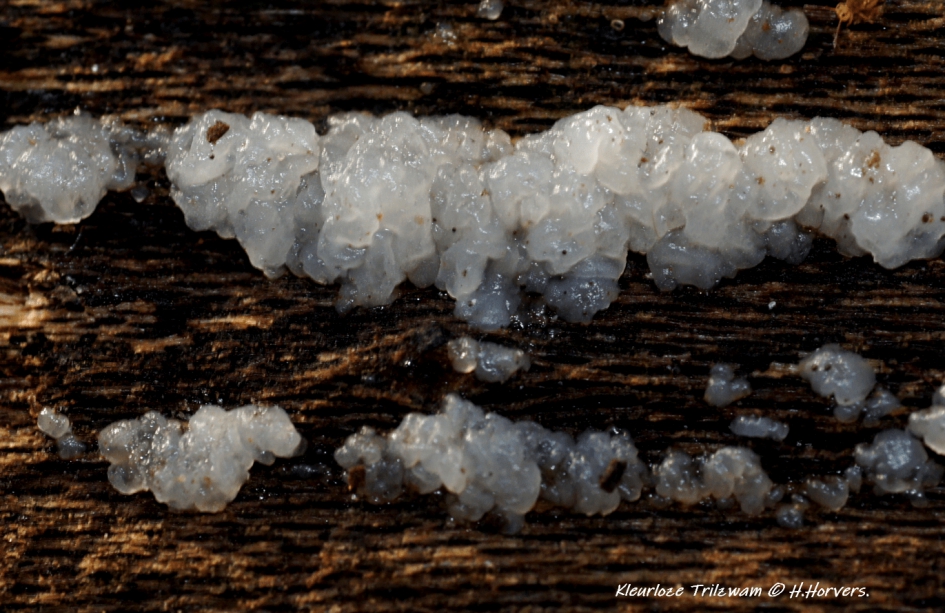 Kleurloze Trilzwam- - Schimmels - Kleurloze Trilzwam