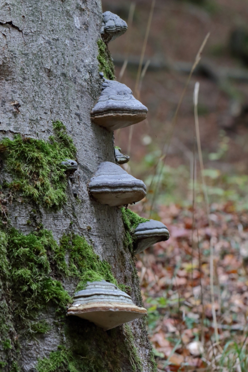 klimwand - Schimmels - 