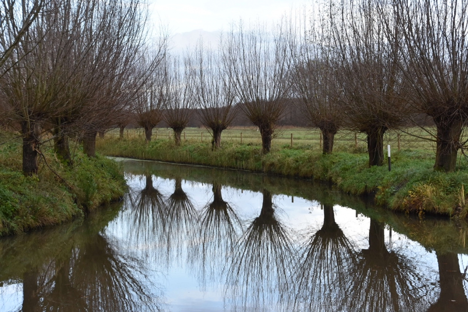 Knotwilgen - Planten - 