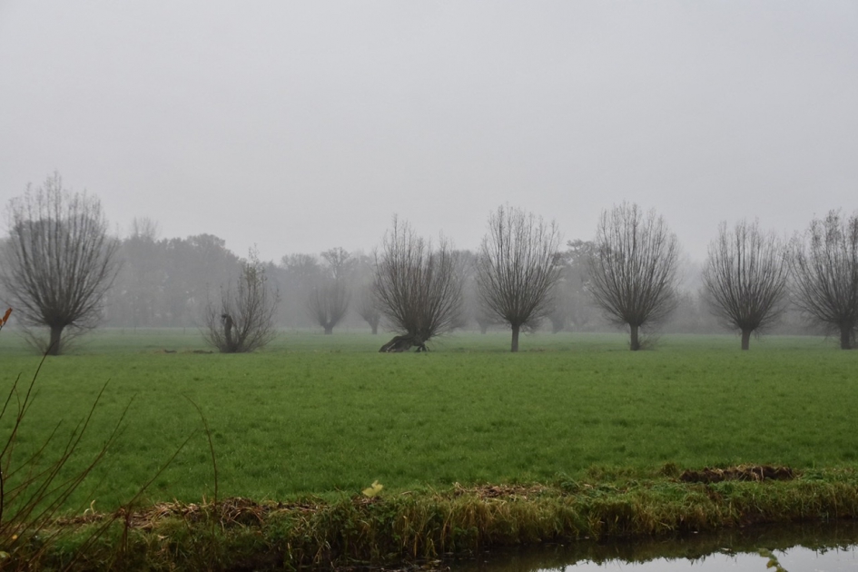 Knotwilgen in de mist - Weer en landschap - 
