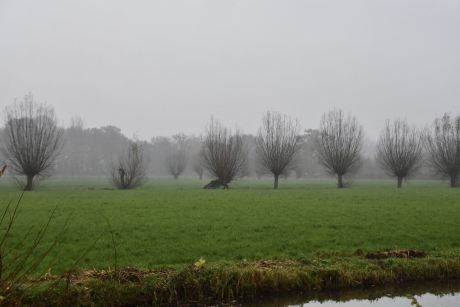 Knotwilgen in de mist