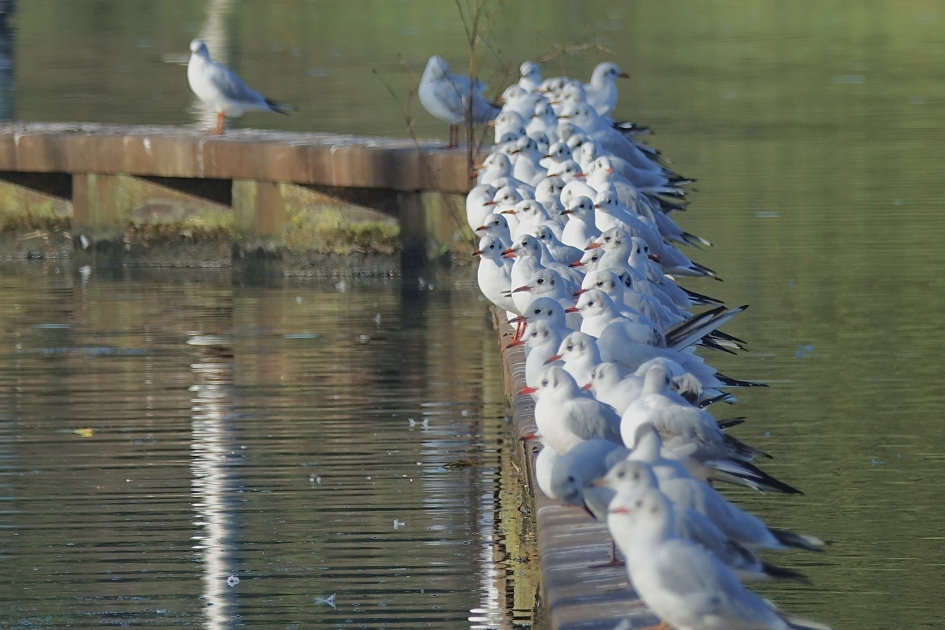 Kokmeeuw tribune - Vogels - Kokmeeuw