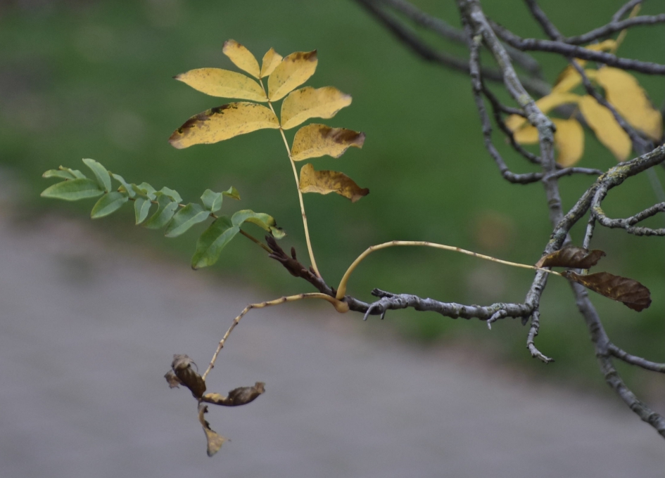 Laatste blaadjes - Planten - 