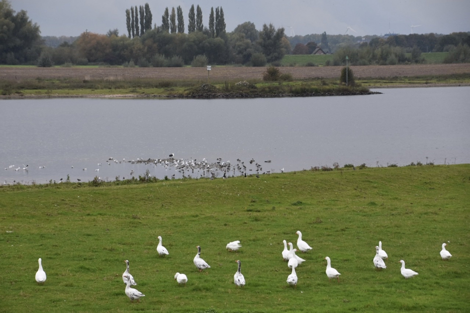 Langs de Lek - Vogels - 