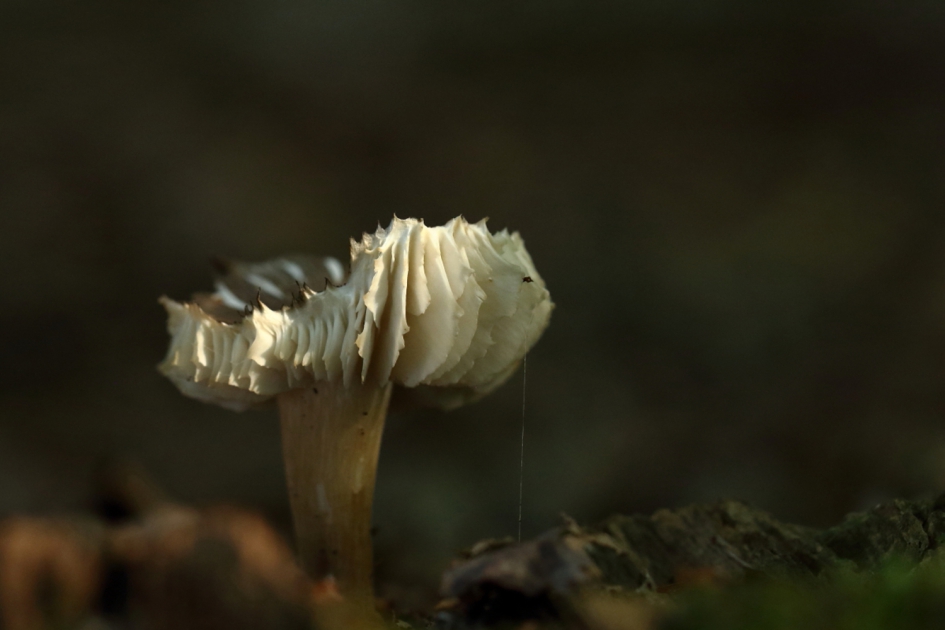 lijnenspel - Schimmels - 