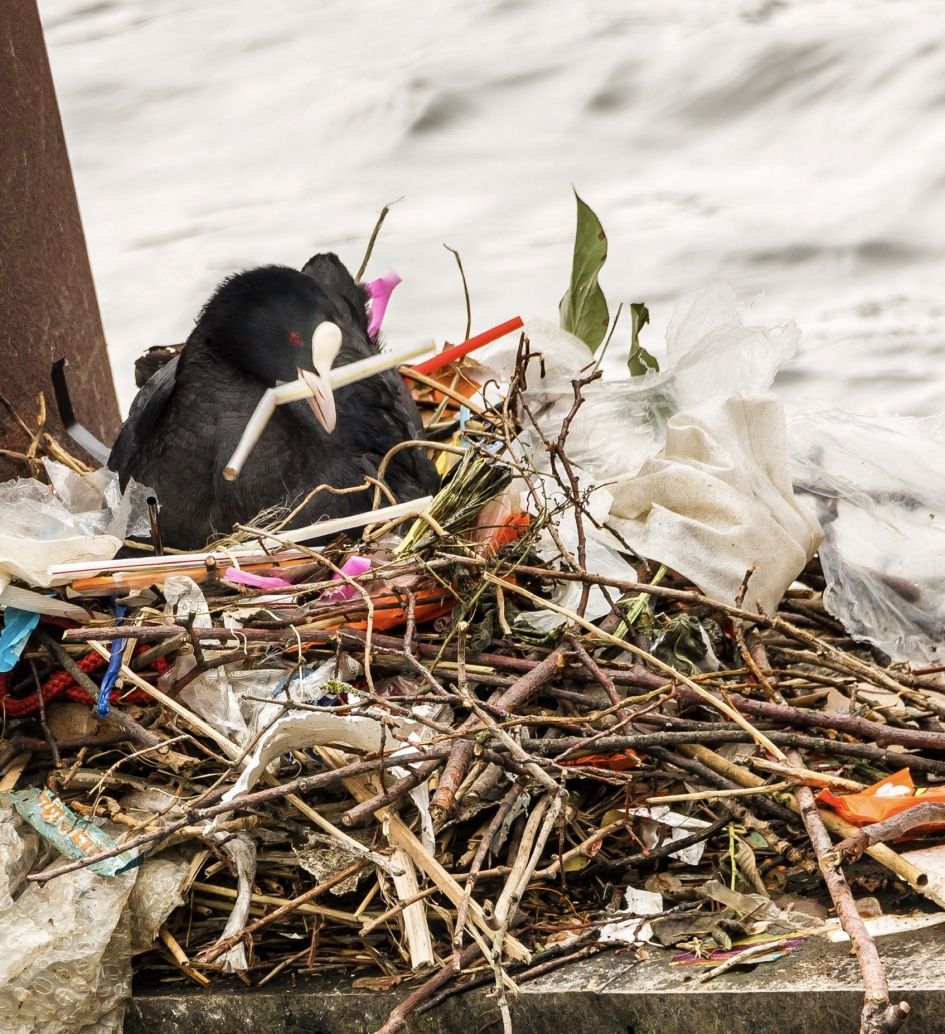 Meerkoet op een nest van plastic rotzooi. - Vogels - Meerkoet