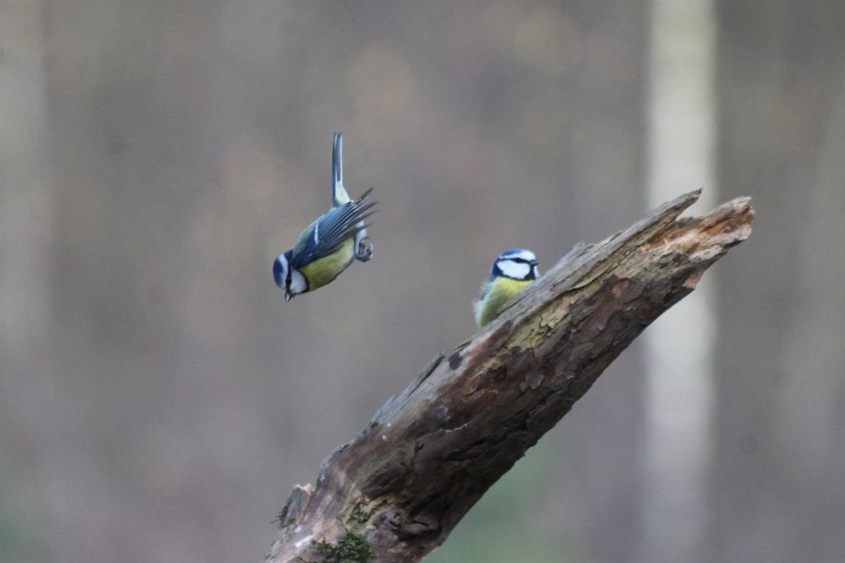 Mees in dalende lijn - Vogels - 