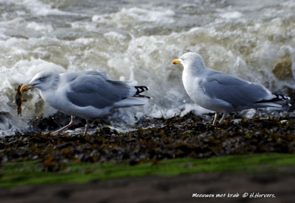 Meeuwen met krab - Vogels - Meeuwen met krab