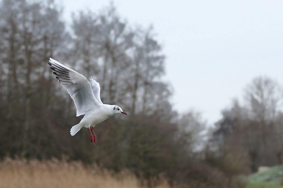 met hangende pootjes thuis komen - Vogels - kokmeeuw [winterkleed]