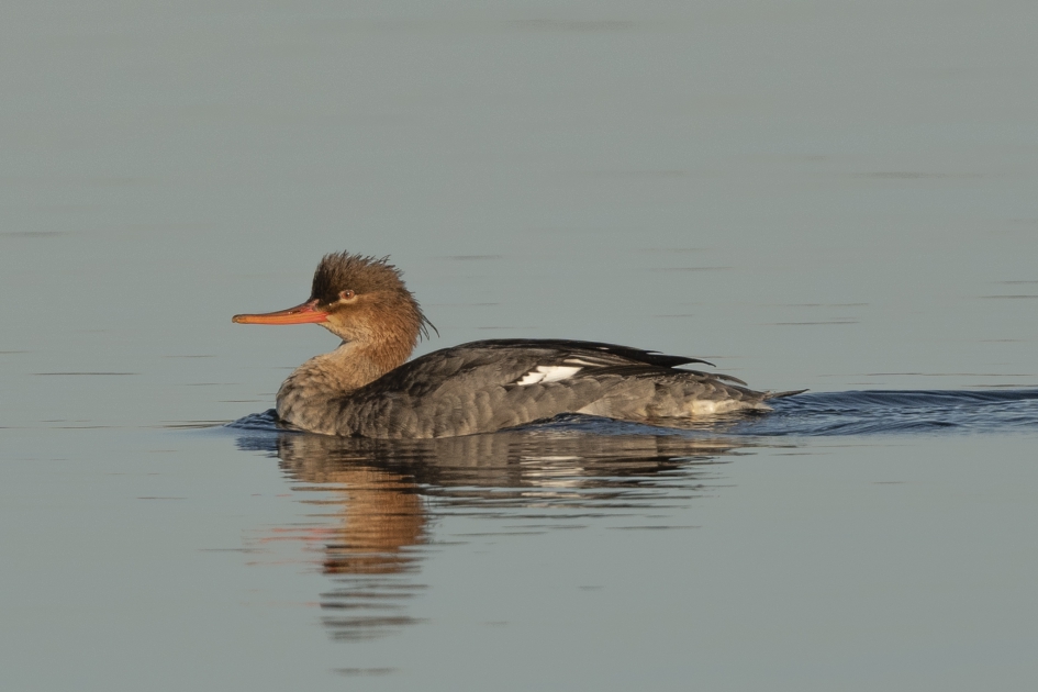 middelste zaagbek vrouwtje - Vogels - 