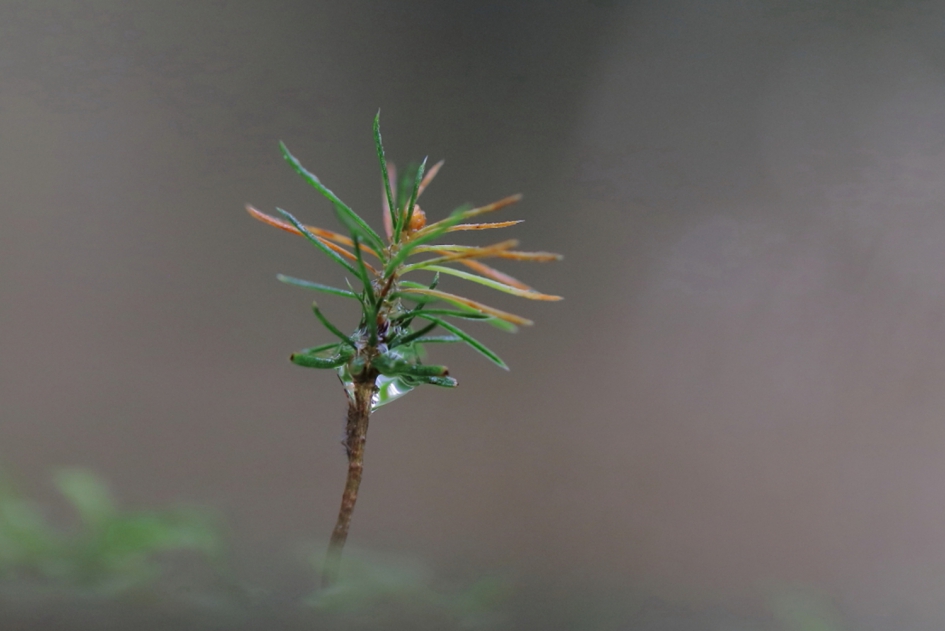 mini-spar - Planten - 