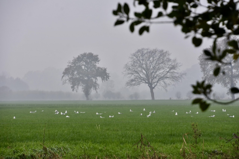 Mist - Weer en landschap - 