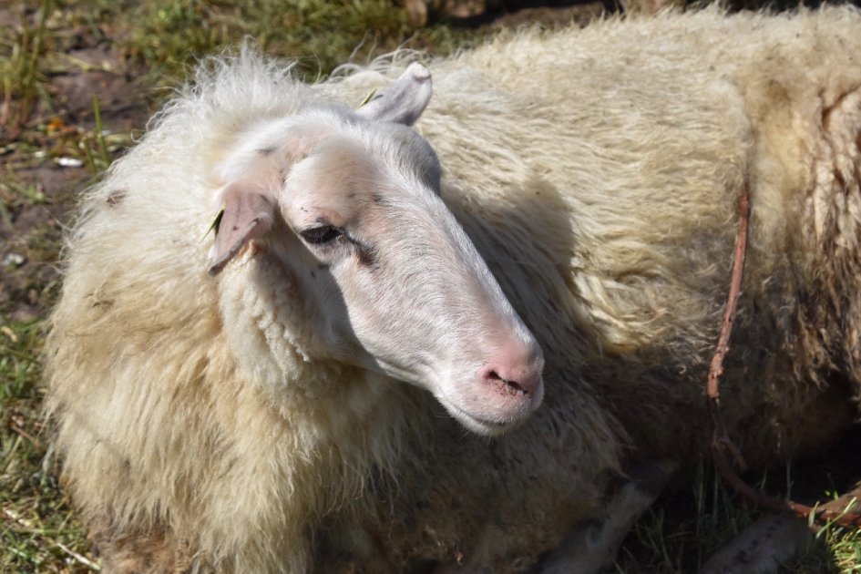 Mooi schaap - Zoogdieren - 